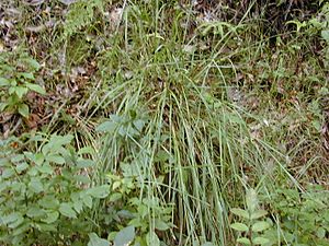 Starr 030405-0044 Paspalum scrobiculatum.jpg