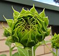 Sunflower bud beginning to emerge