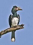 Trumpeter Hornbill - Bycanistes bucinator, Livingstone, Southern Province, Zambia