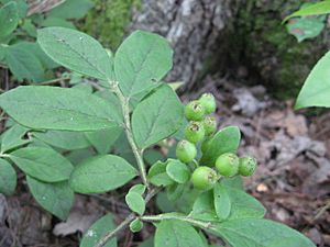 Vaccinium hirsutum.jpg