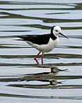 White-headed Stilt