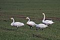 Whooper Swan