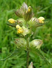 Yellow-rattle close 700.jpg