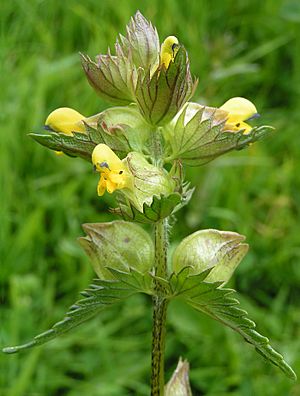 Yellow-rattle close 700