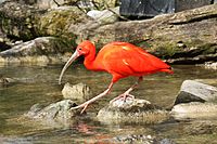 2016 Roter Ibis.JPG