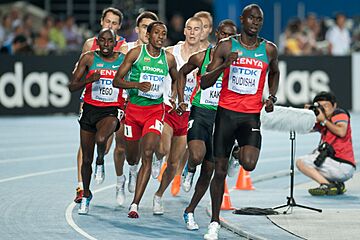 800 m final Daegu 2011.jpg