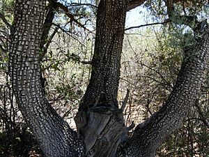 Alligator Juniper Trunks