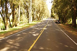 Along the Kohala Mountain Road