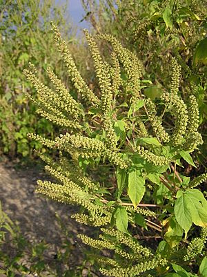 Ambrosia trifida (inflorescences).jpg