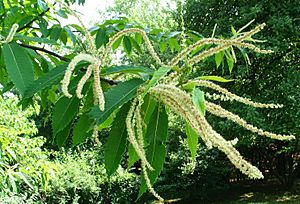 AmericanChestnutPollen