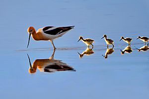 American Avocet and Chicks