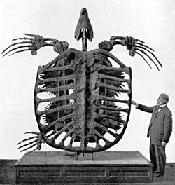 Archelon skeleton.jpg