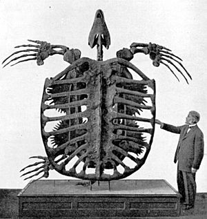 Archelon skeleton