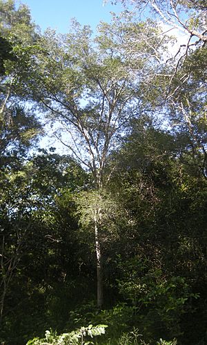 Archidendropsis thozetiana.jpg