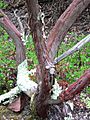 Arctostaphylos morroensis 2