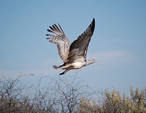 Ardeotis kori flying