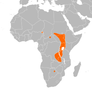 Balaeniceps rex distribution.svg