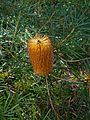 Banksia badangi 01