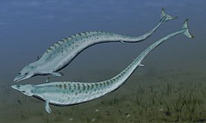 Basilosaurus BW