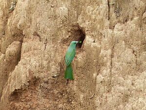 Bluebearded Bee-eater