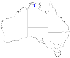 Boronia suberosa DistMap116.png