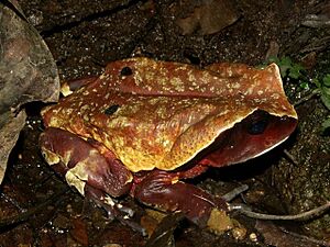 Bufo superciliaris.jpg