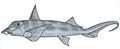 Callorhinchus callorhynchus