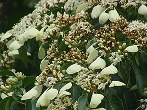 Canelo Calycophyllum candidissimum (Vahl.) DC..JPG