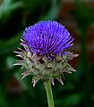 Cardoon -- Cynara cardunculus