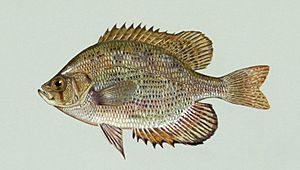 Centrarchus macropterus (1).jpg