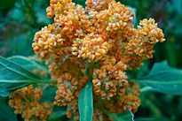 Chenopodium quinoa in flower