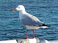 Chroicocephalus novaehollandiae - Green Island