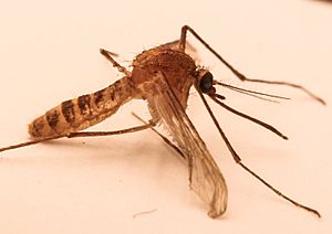 Culex Molestus.jpg