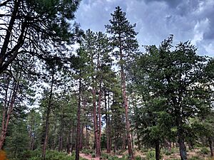 Cypress trail Payson-AZ