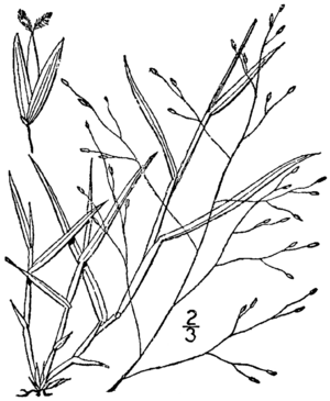 Digitaria cognata BB-1913.png