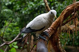Ducula spilorrhoa -Wildlife Habitat, Port Douglas, Queensland, Australia-8a