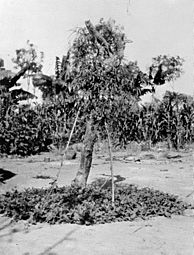 Eleusine plant, associated with Amatangi magic. Wellcome M0005688