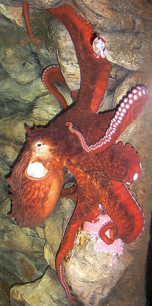 Enteroctopus dofleini in aquarium crop.jpg