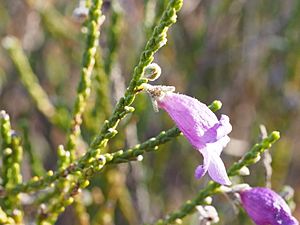 Eremophila homoplastica (leaves and flowers).jpg