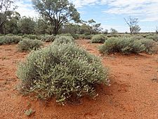 Eremophila malacoides (habit)