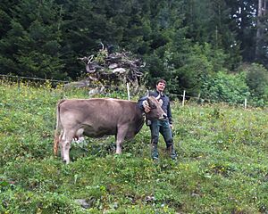 Farmer with cow in Tenna