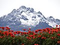 Flores para la Nieve