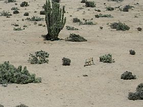 Fox pan de azucar