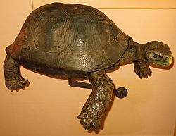 Geochelone burchardi restoration