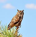 Great Horned Owl Sleeping