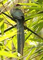 Green-billed Malkoha 2