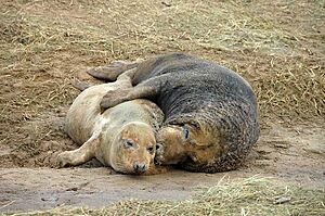 GreySealMating