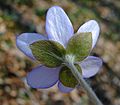 Hepatica nobilis Kelchblätter W