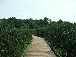 Huntley Meadows - wetlands9