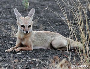 Indian Fox in Siruguppa 